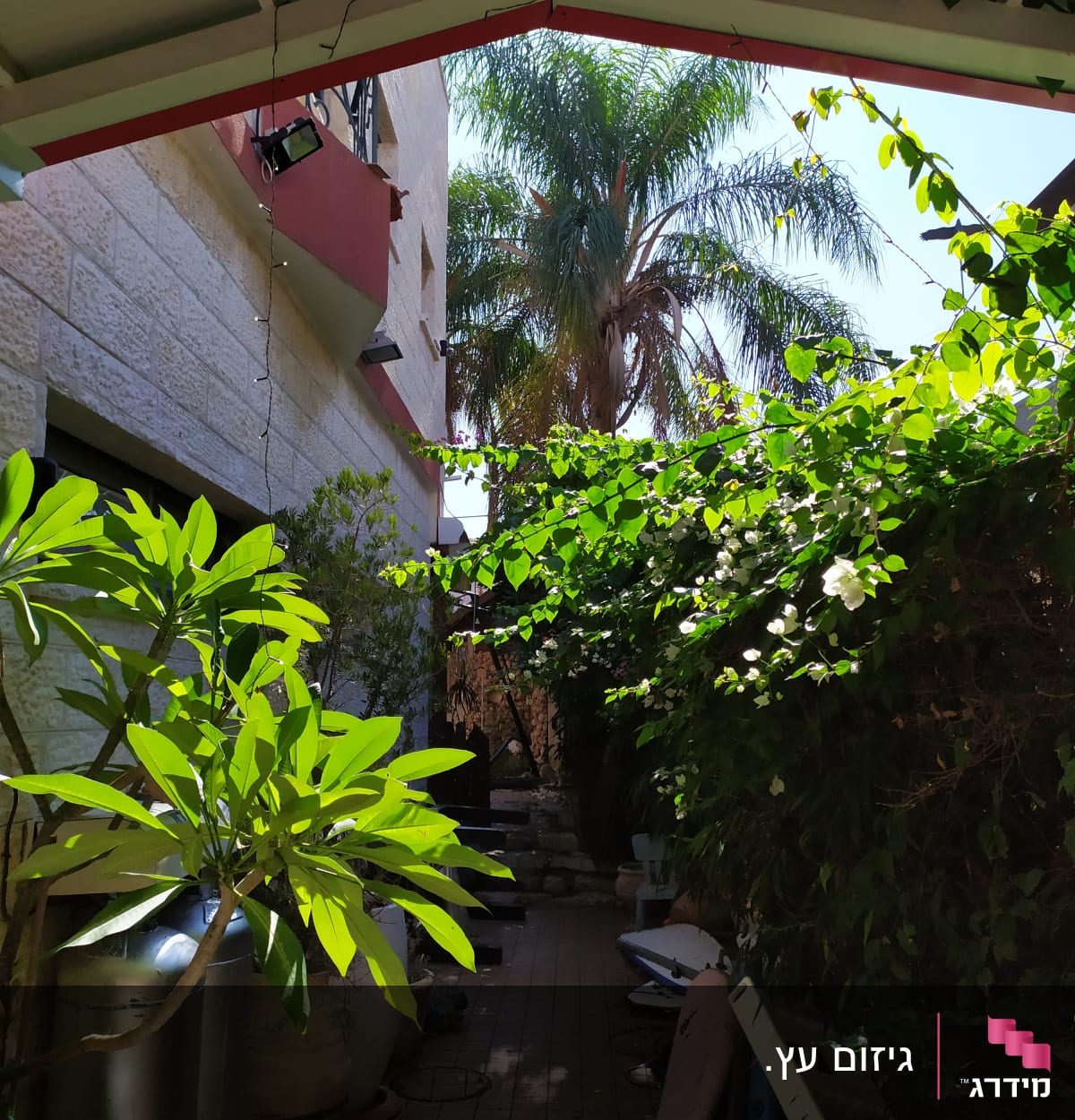 שיחים ועצים עם עלים ירוקים בחצר